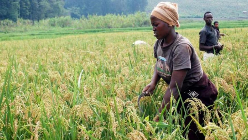 Green agriculture initiative to boost food security for 70,000 households