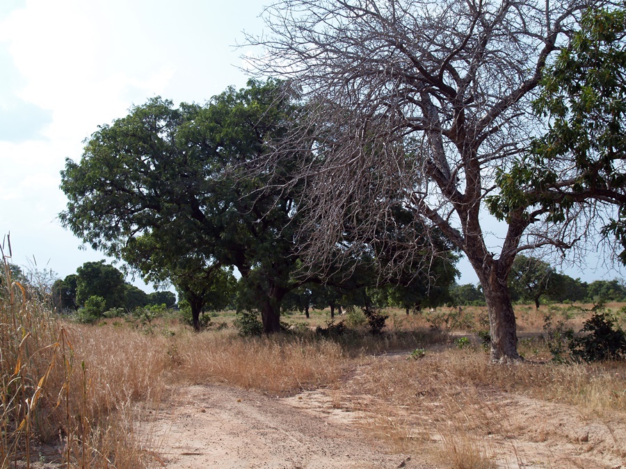 Call to action: more trees to restore landscapes and improve livelihoods in northern Ghana