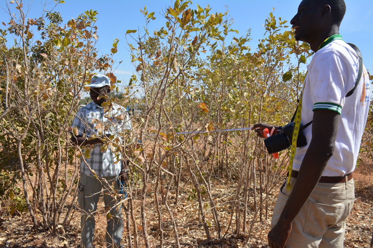Land Degradation Surveillance Framework deployed in Senegal