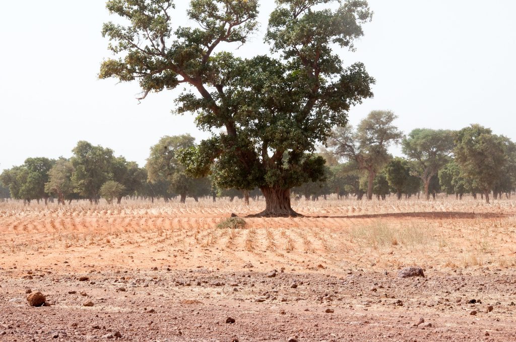 A roadmap to guide regreening in Mali