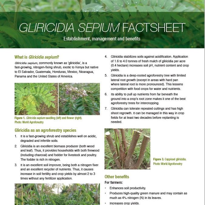 Gliricidia sepium Fact Sheet