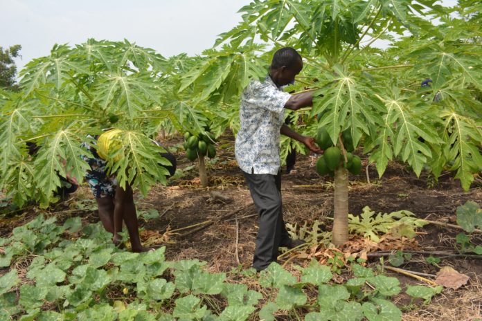 Could tree regeneration hold out hope for Africa’s vulnerable smallholder farmers?