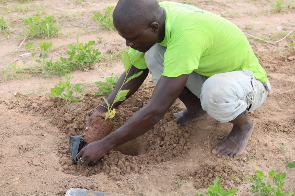 Land Restoration in Africa: Practical Perspectives from the Regreening Africa Programme