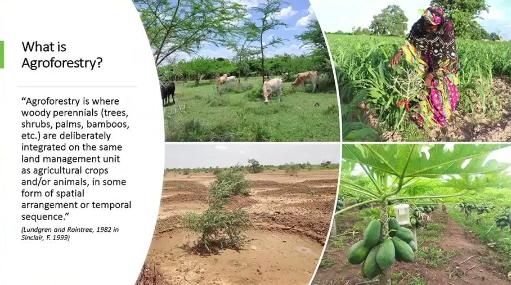 Agroforestry as part of Nature-Based Solutions: Exploring Evidence and Knowledge Gaps