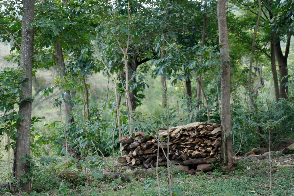 Kenya’s Bioenergy Strategy supported by World Agroforestry
