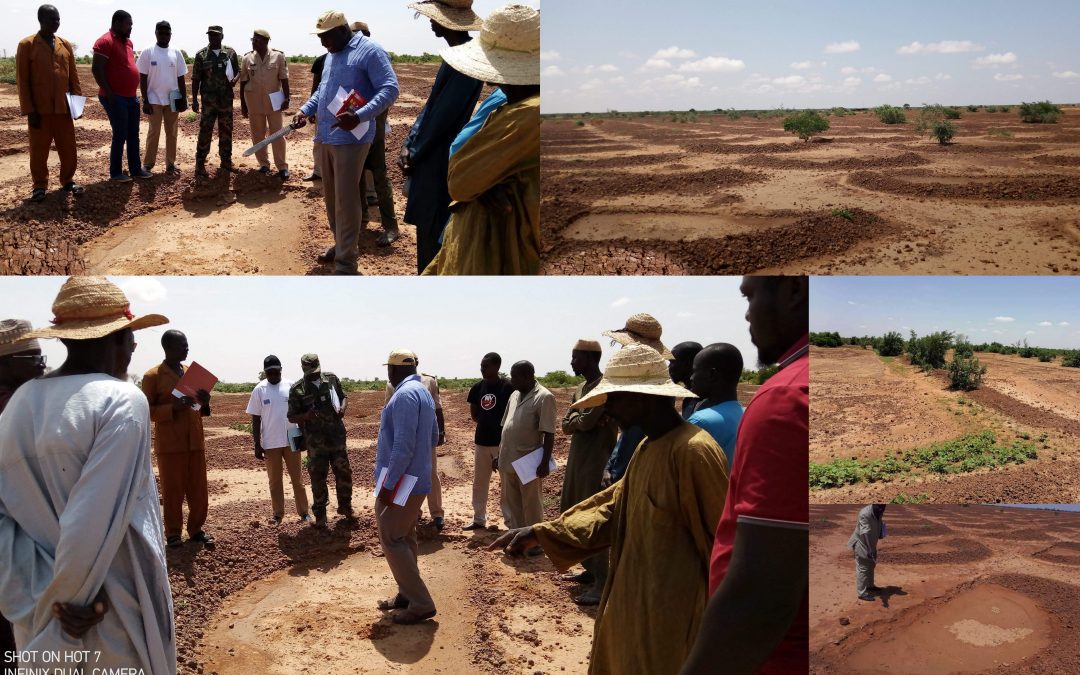 Niger formally adopts farmer-managed natural regeneration