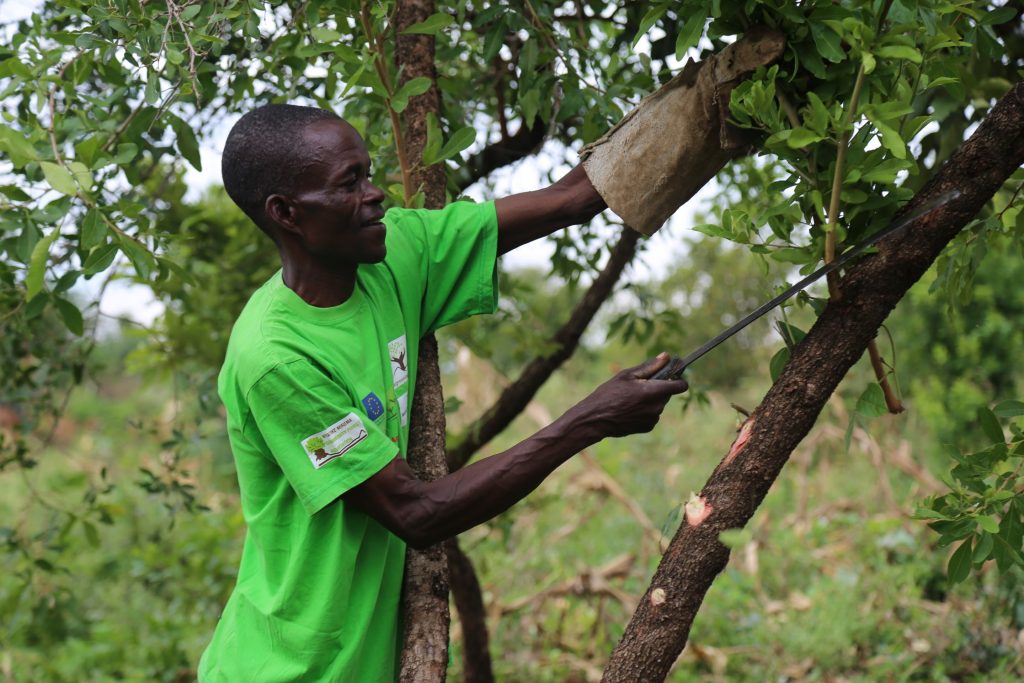 Kenya spreading the roots of Farmer Managed Natural Regeneration (FMNR)