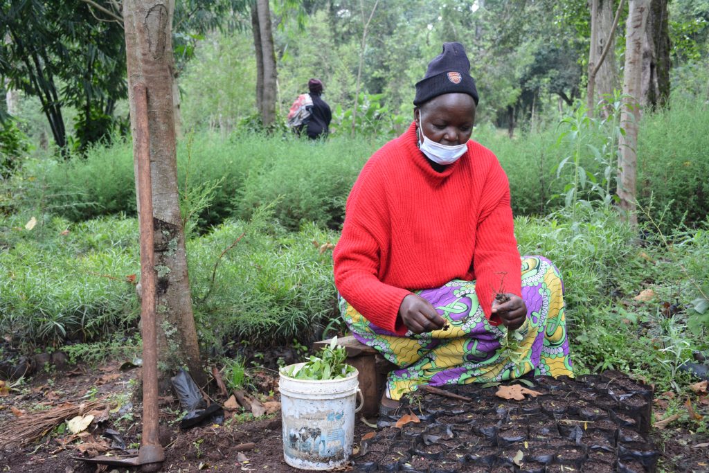 Women nursery operators shaping landscape restoration in Elgeyo Marakwet