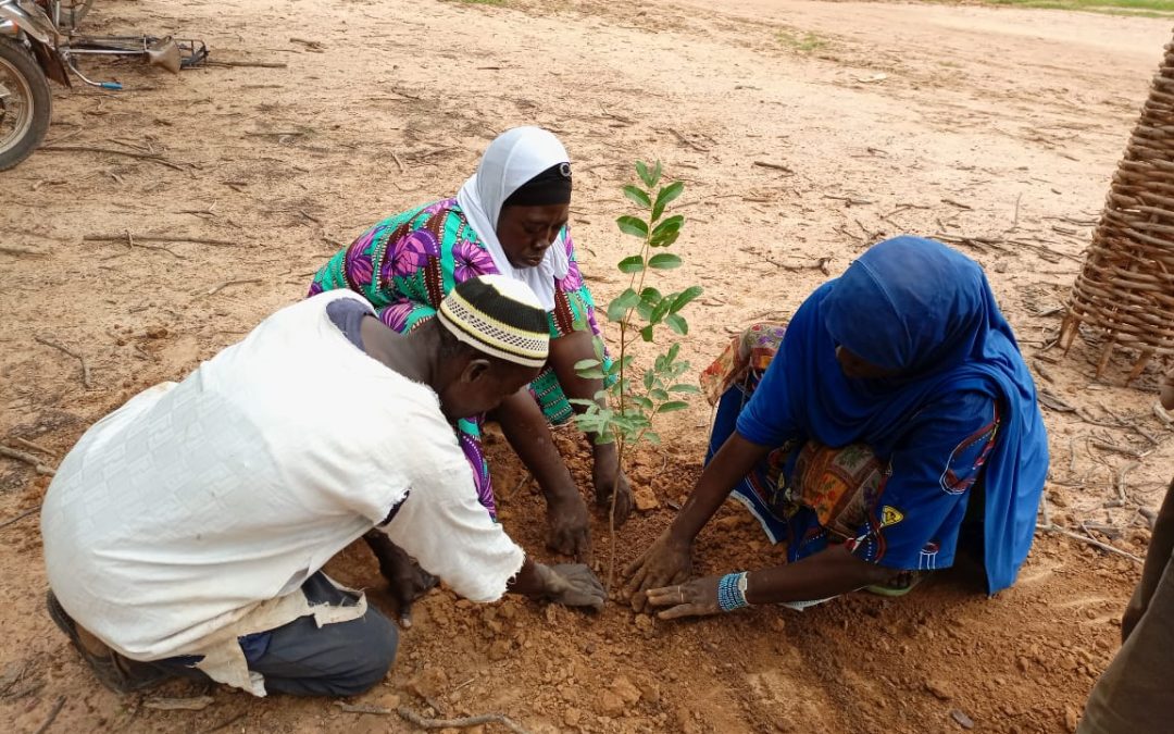 Gender dynamics affect management of land restoration