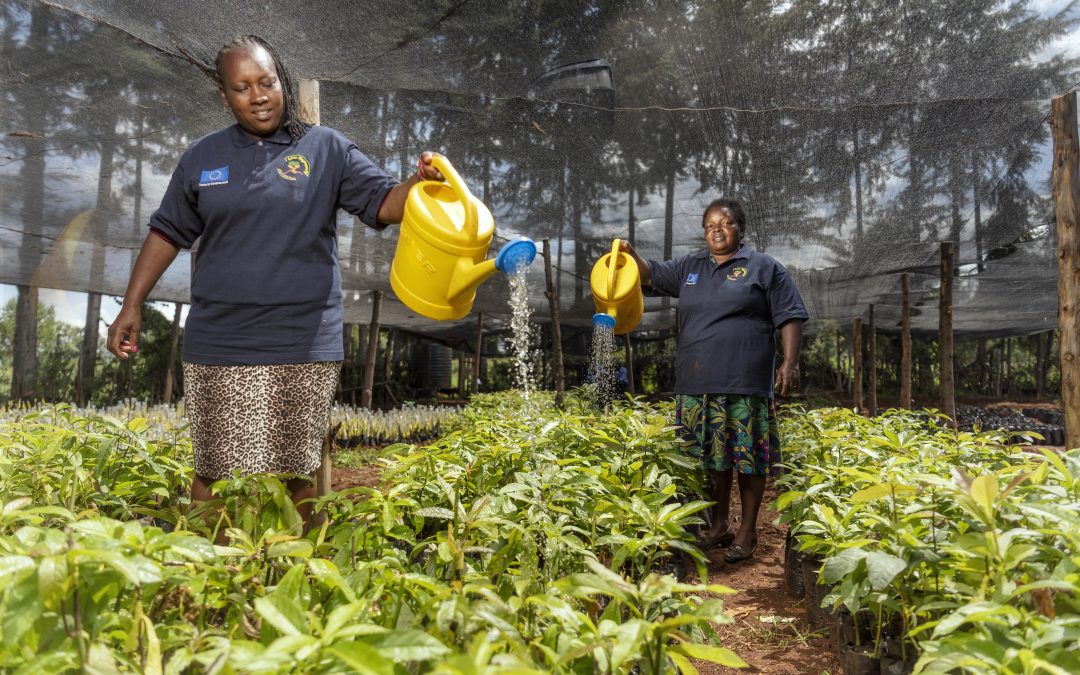 Meet the women behind the scenes of restoration in Kenya