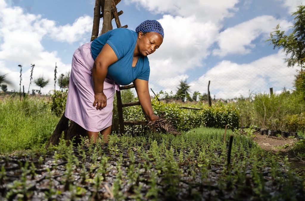 Regreening Africa: Prioritising gender inclusion and agency in land restoration