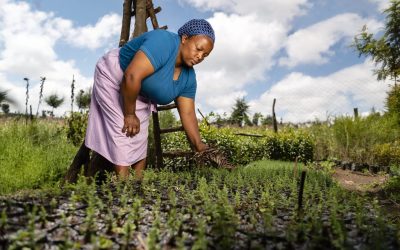 Regreening Africa: Prioritising gender inclusion and agency in land restoration