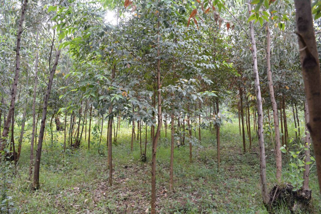 Shaping Landscape Restoration and Livelihoods in Rwanda through Cooperative Groups