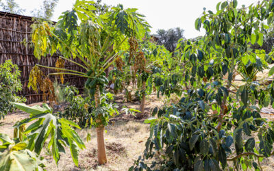 Home gardening enhances conservation and food security in Ethiopia