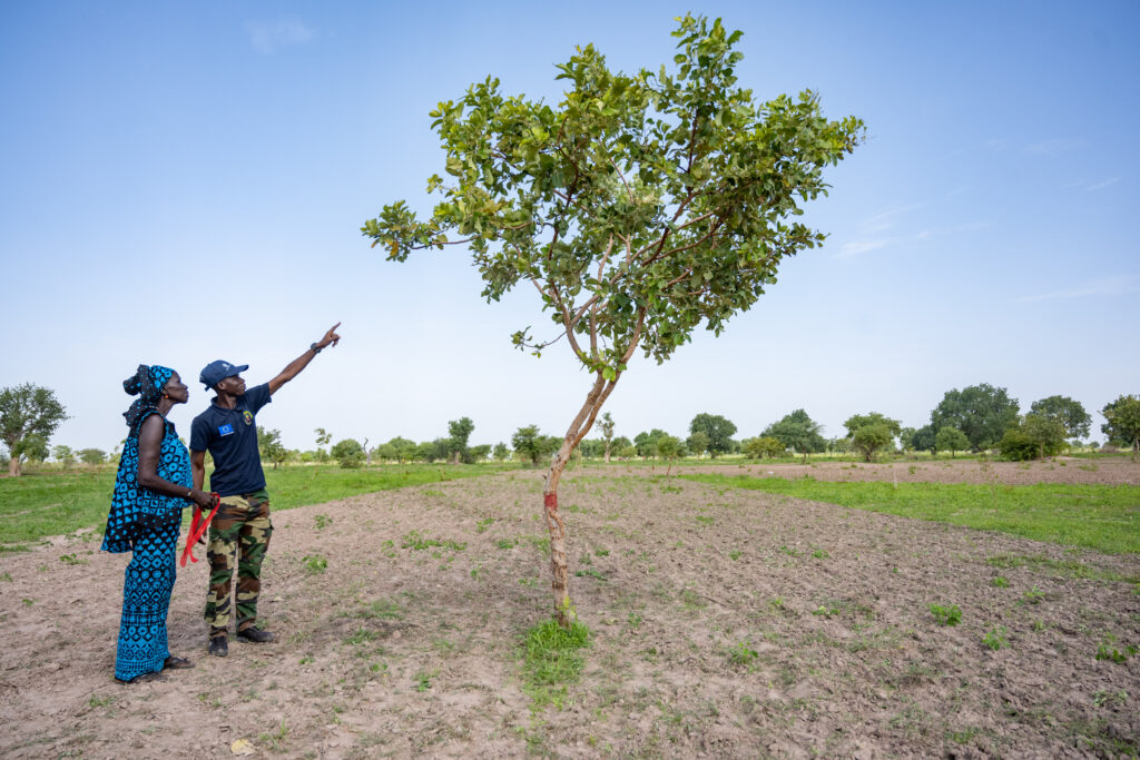 Enhancing tree use rights in the Sahel