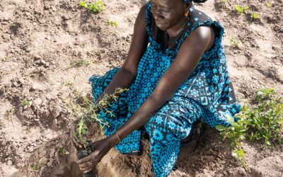 New guide to improve the performance of indigenous tree species in the Sahel